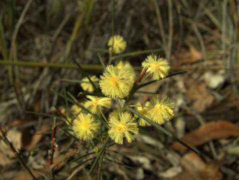 Слика од Acacia genistifolia Link