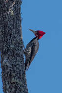 Image of Crimson-crested Woodpecker