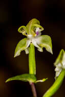 Image of Disperis lindleyana Rchb. fil.