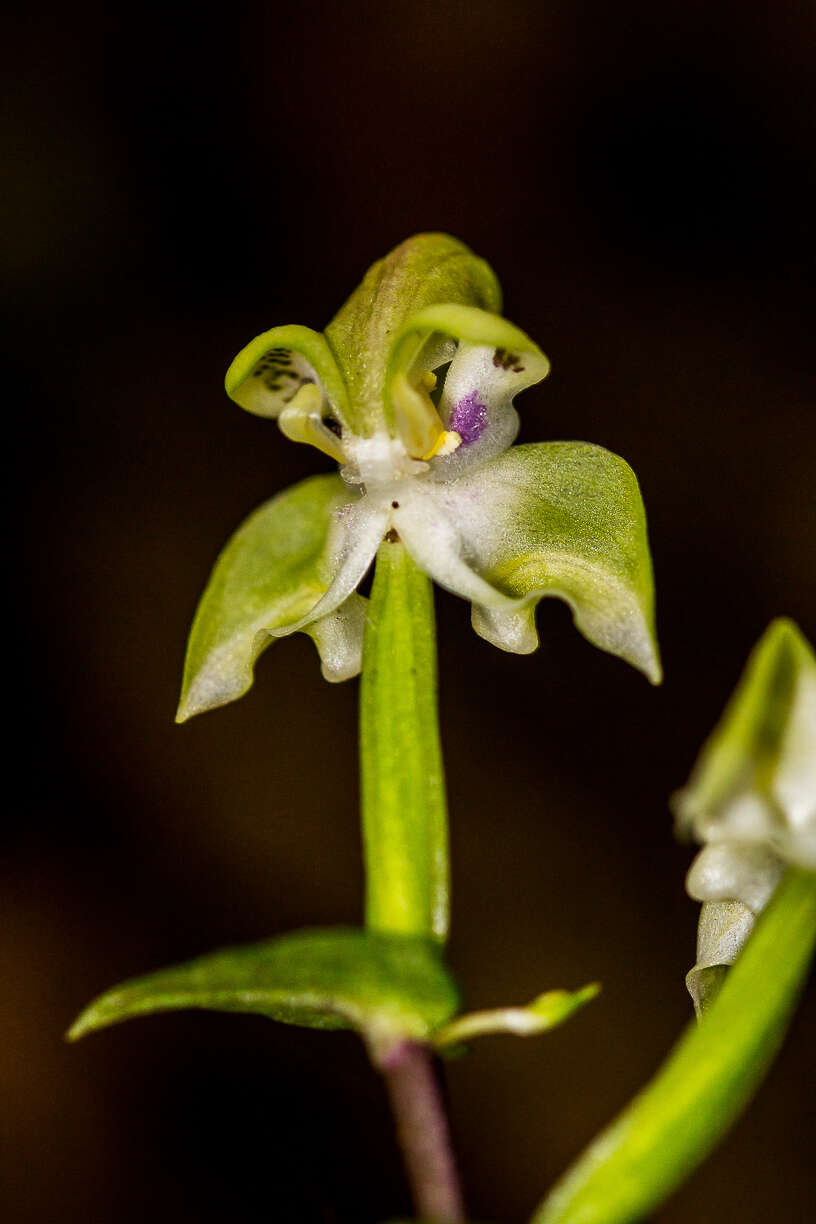 Image of Disperis lindleyana Rchb. fil.