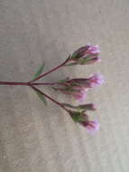 Image of Stevia incognita Grashoff