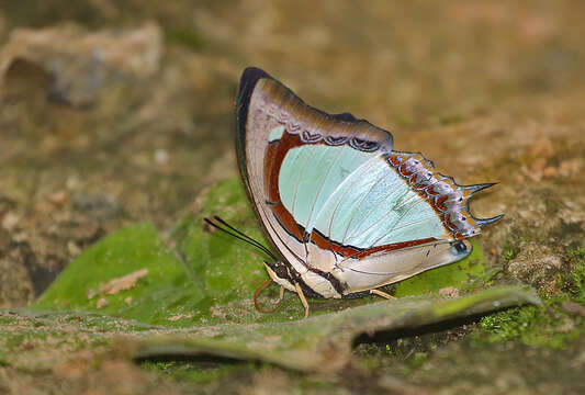 Imagem de Polyura jalysus Felder 1866