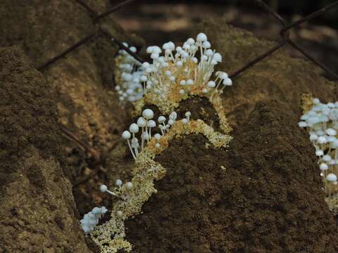 Image of Termitomyces microcarpus (Berk. & Broome) R. Heim 1942