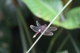 Hadrothemis coacta (Karsch 1891) resmi