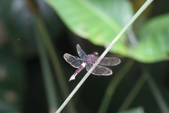 Image of Hadrothemis coacta (Karsch 1891)