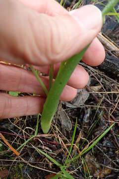 Imagem de Bulbine praemorsa (Jacq.) Spreng.