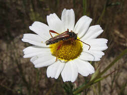 Image of Stenopterus mauritanicus Lucas 1849