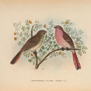 Image of Pink-tailed Bunting
