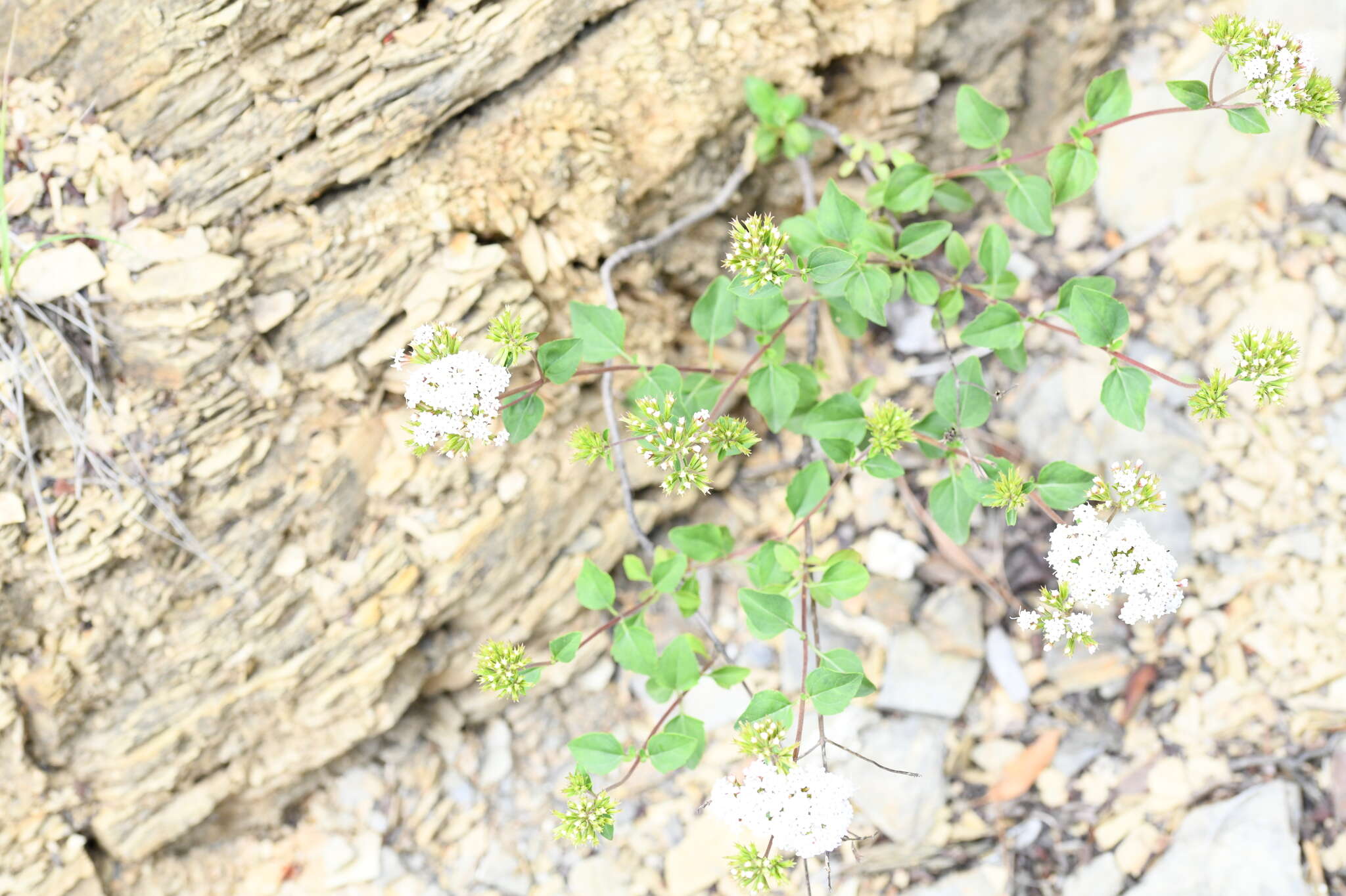 Image of Stevia berlandieri A. Gray & Rep. U. S. Mex. Bound.