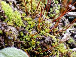 Image of rigid aloina moss