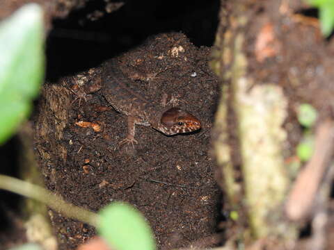 Image of Madrean Tropical Night Lizard