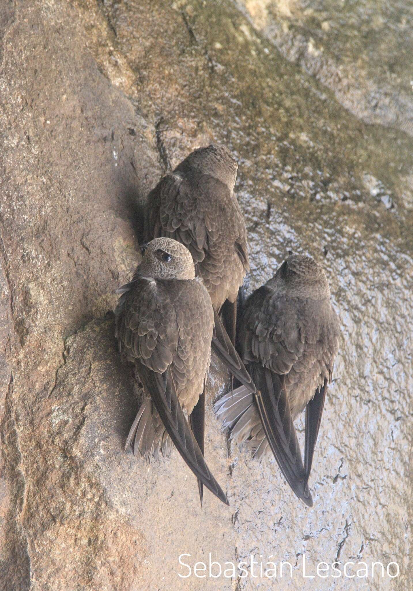 Image of Great Dusky Swift