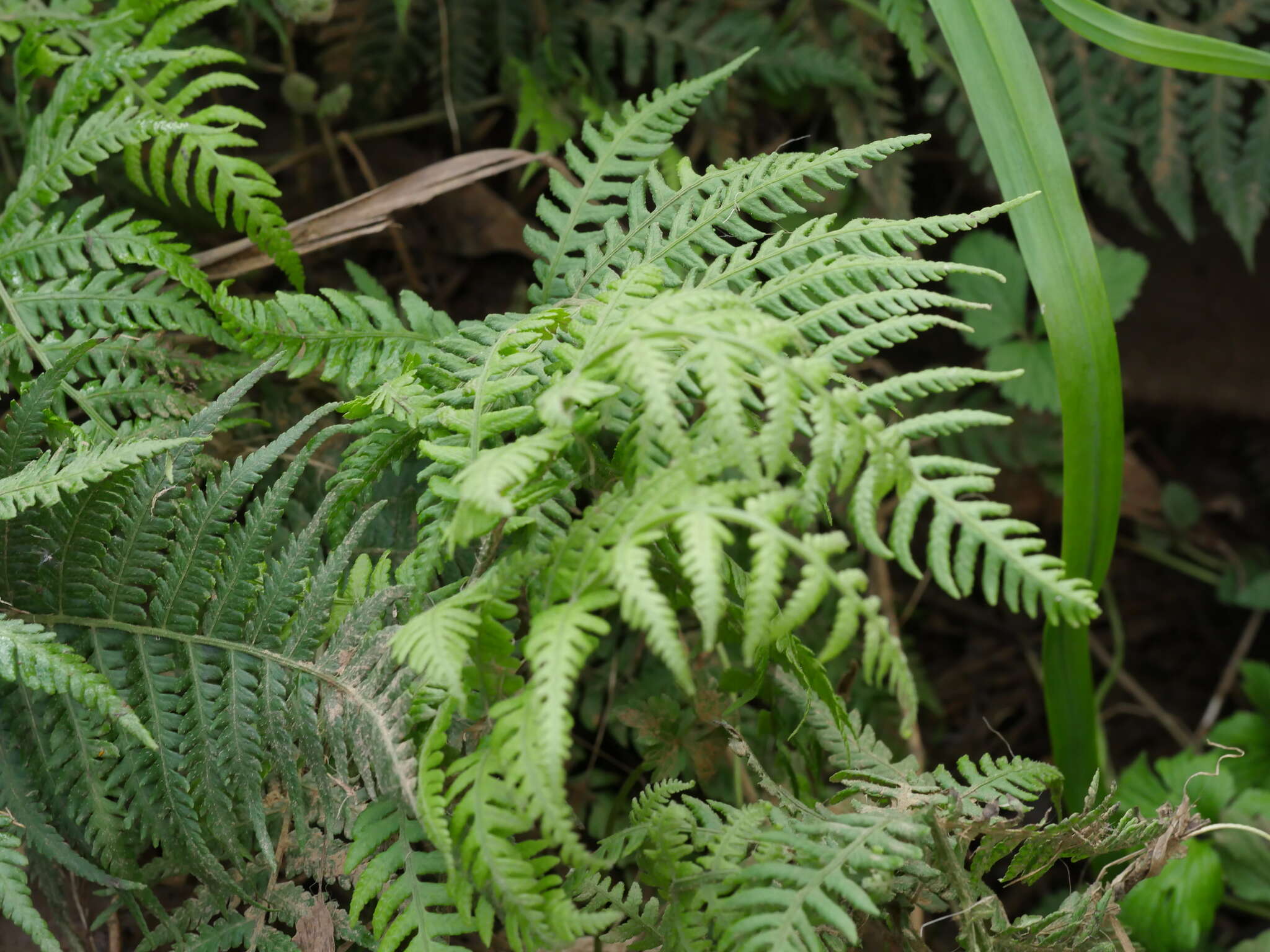 Image of Deparia petersenii subsp. congrua (Brack.) M. Kato