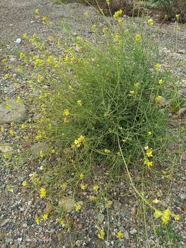 صورة Diplotaxis harra subsp. lagascana (DC.) O. Bolòs & Vigo