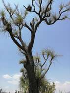 Image of Mexican Pony Tail Palm