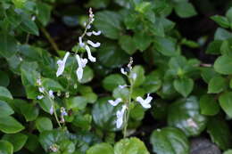 Image of whorled plectranthus