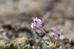 صورة Astragalus francisquitensis M. E. Jones