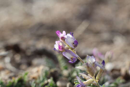 Imagem de Astragalus francisquitensis M. E. Jones