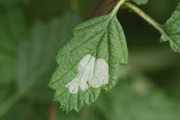 Phyllonorycter holodisci (Braun 1939) resmi