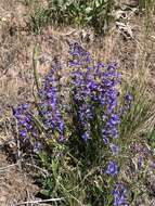 Image of low beardtongue