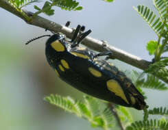 Imagem de Sternocera orissa Buquet 1837