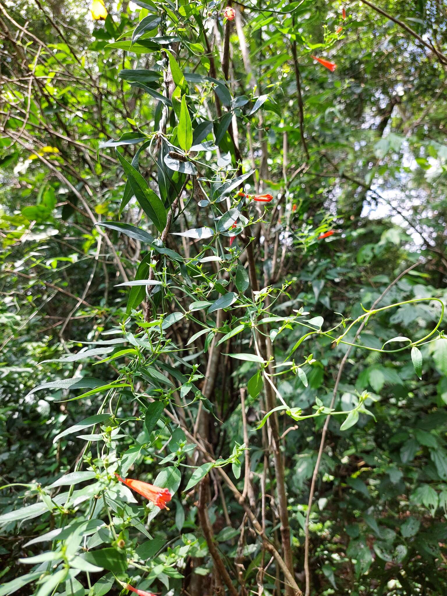 Image of Manettia cordifolia Mart.