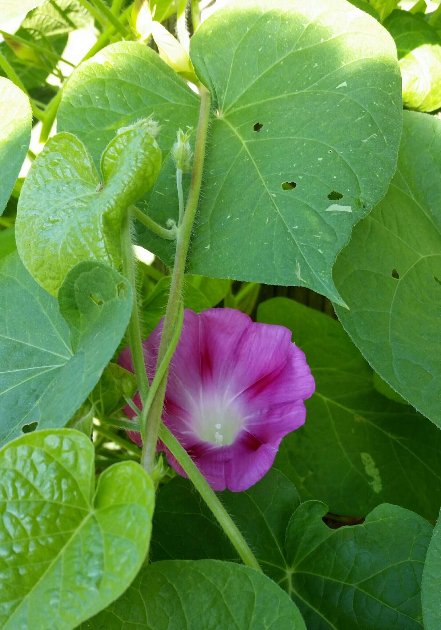 Image of tall morning-glory