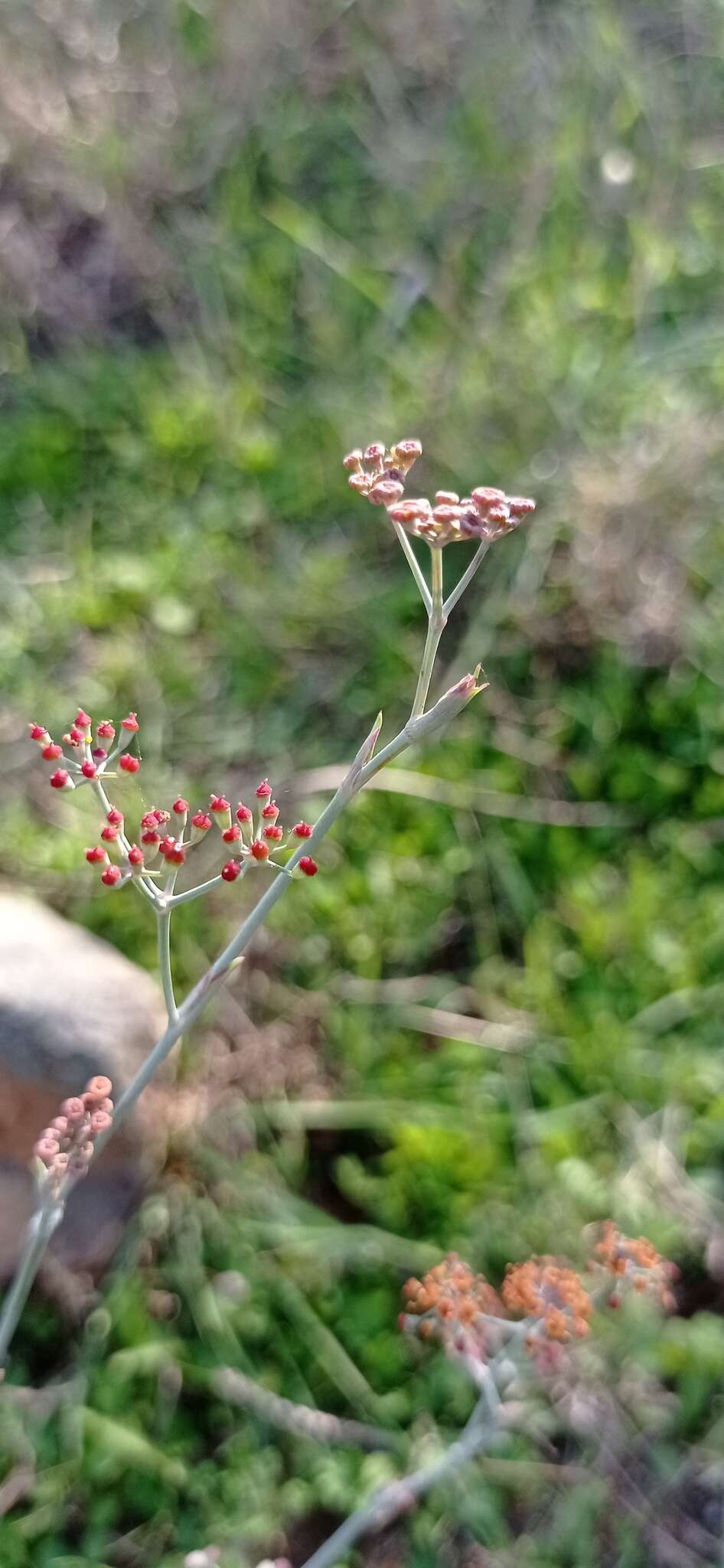 Image of Foeniculum sanguineum Triano & A. Pujadas