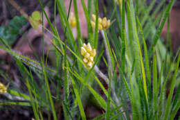 Image de Conostylis setigera R. Br.