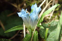 Image of Gentiana davidii var. formosana (Hayata) T. N. Ho