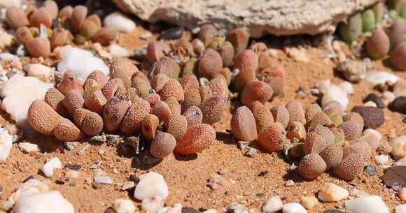 Imagem de Rhinephyllum muirii N. E. Br.