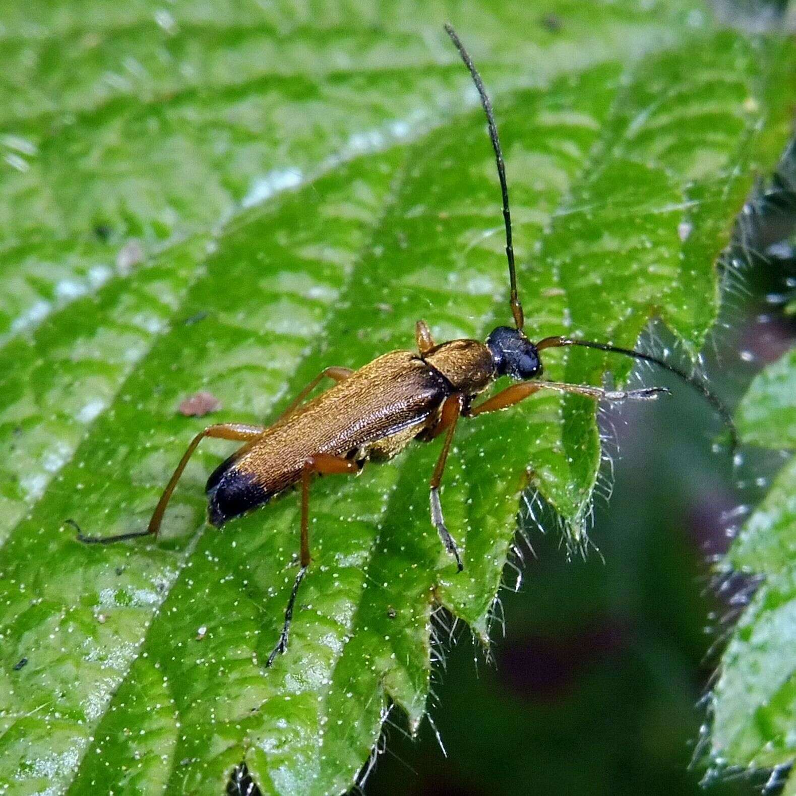 Image of Grammoptera ustulata (Schaller 1783)