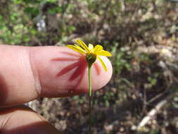 Image of Adenophyllum anomalum (Canby & Rose) J. L. Strother