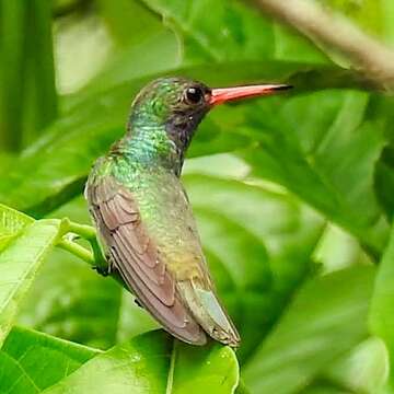 Image of Blue-throated Sapphire