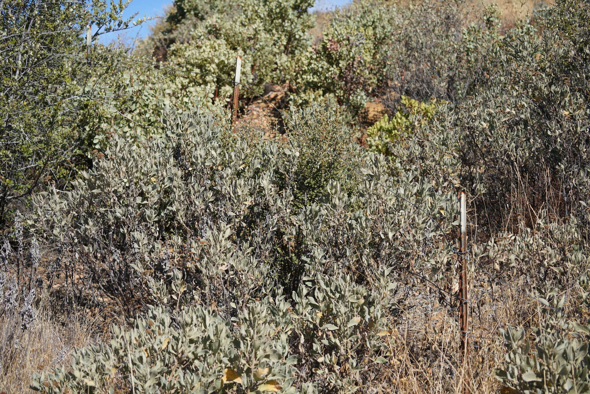 Image of Pacific yerba santa