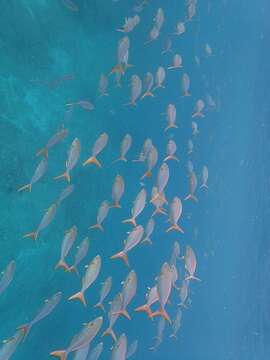 Image of Bluestriped chub