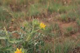 Image of Berkheya onopordifolia (DC.) Burtt Davy