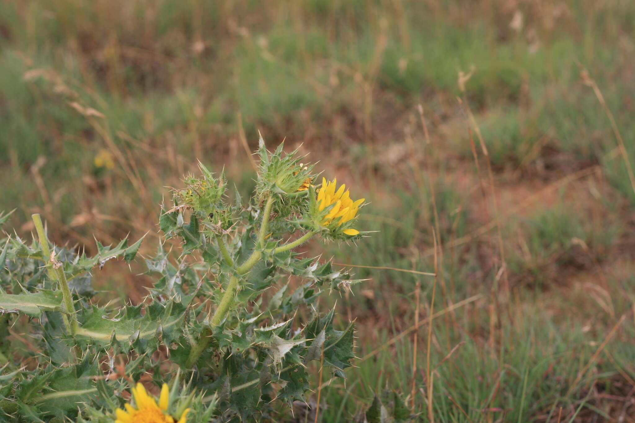 Image of Berkheya onopordifolia (DC.) Burtt Davy