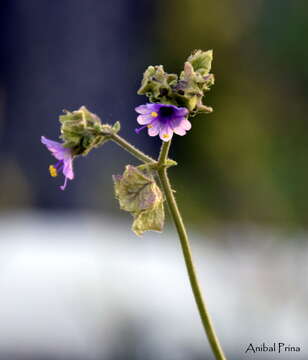 Image of Mirabilis ovata (Ruiz & Pav.) Meigen