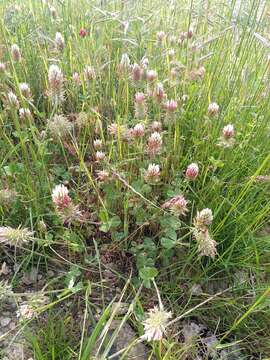 Image of Trifolium incarnatum subsp. molinerii (Hornem.) Syme