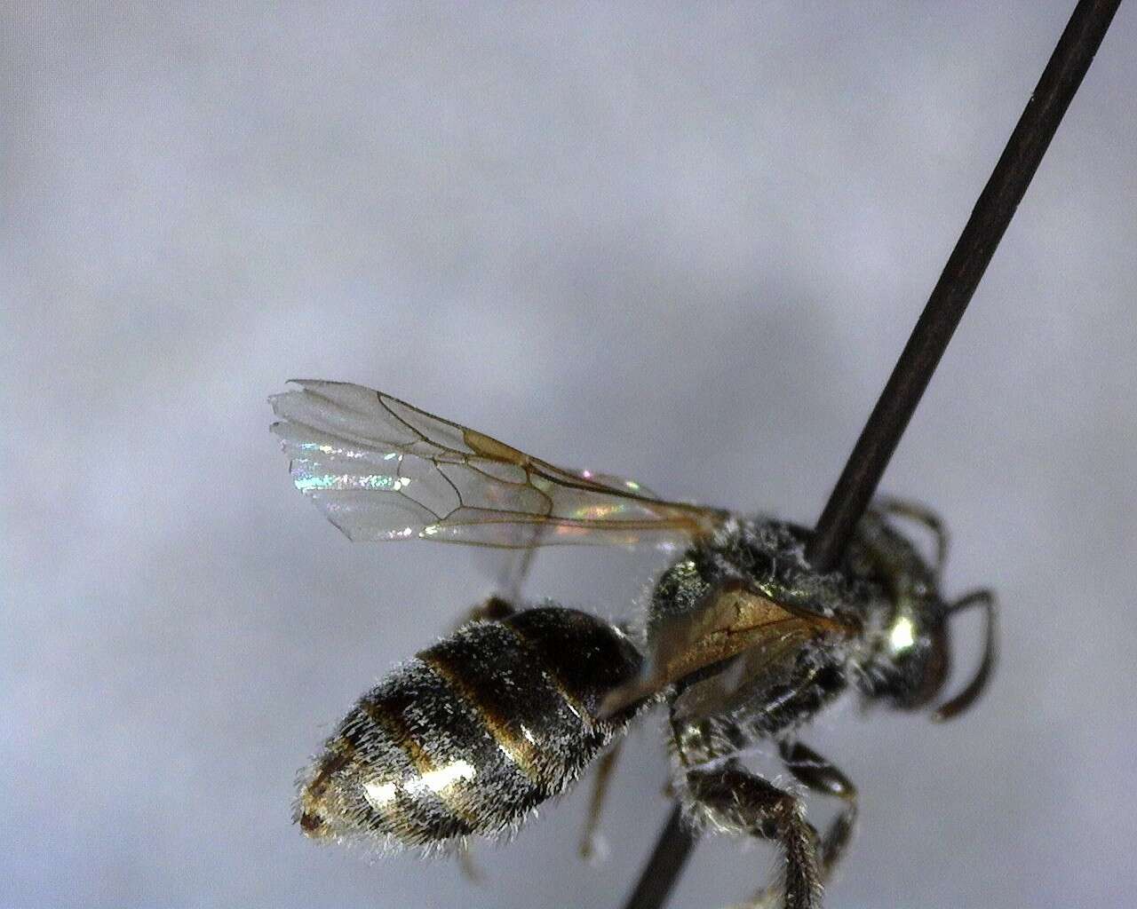 Lasioglossum incompletum (Crawford 1907)的圖片