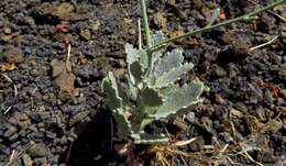 Image of Diplotaxis harra subsp. hirta (A. Chev.) Sobrino Vesperinas