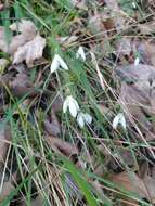 Image of Galanthus reginae-olgae Orph.