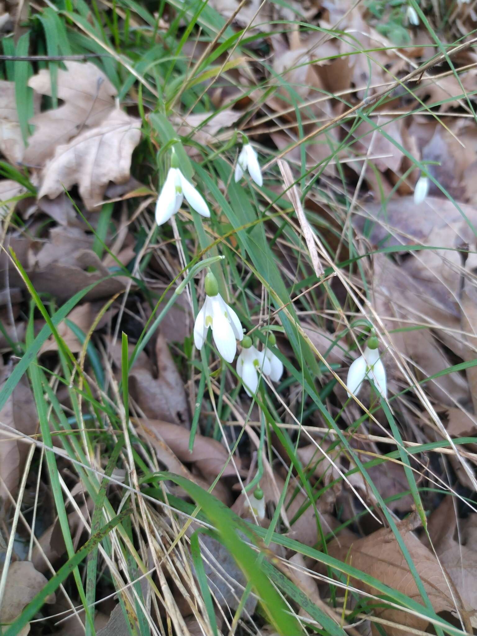 Image of Galanthus reginae-olgae Orph.