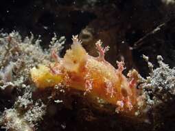 Image of Tasselled nudibranch