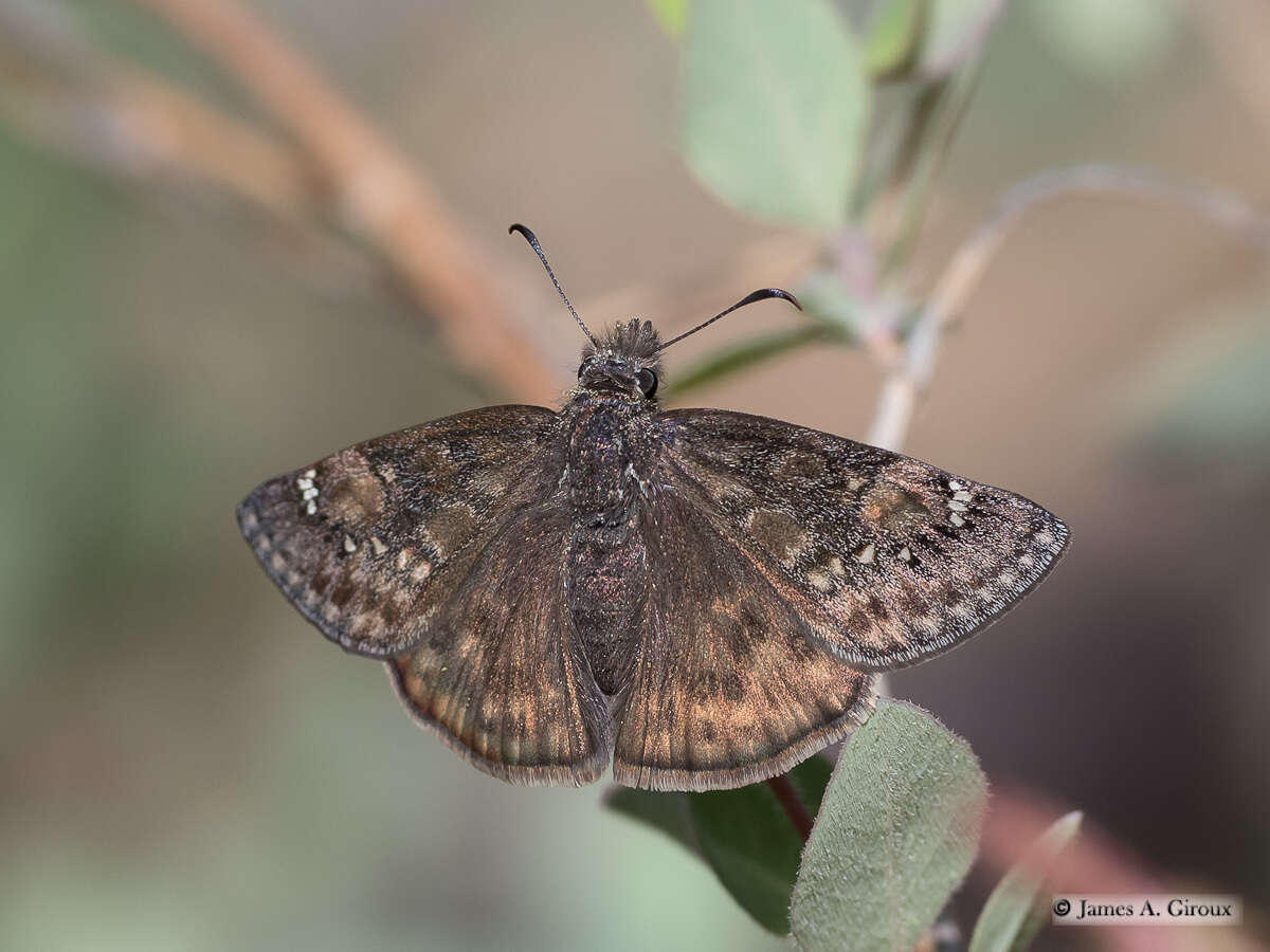 Image of Rocky Mountain Duskywing