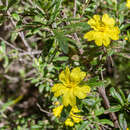 Image of Hibbertia furfuracea (DC.) Benth.