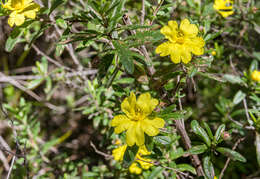 Image of Hibbertia furfuracea (DC.) Benth.