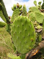 Image of Velvety tree pear