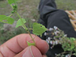 Image of Brickellia problematica B. L. Turner